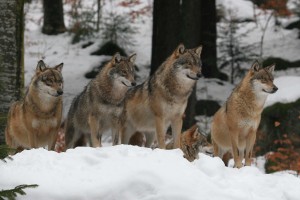 Wölfe im Schnee