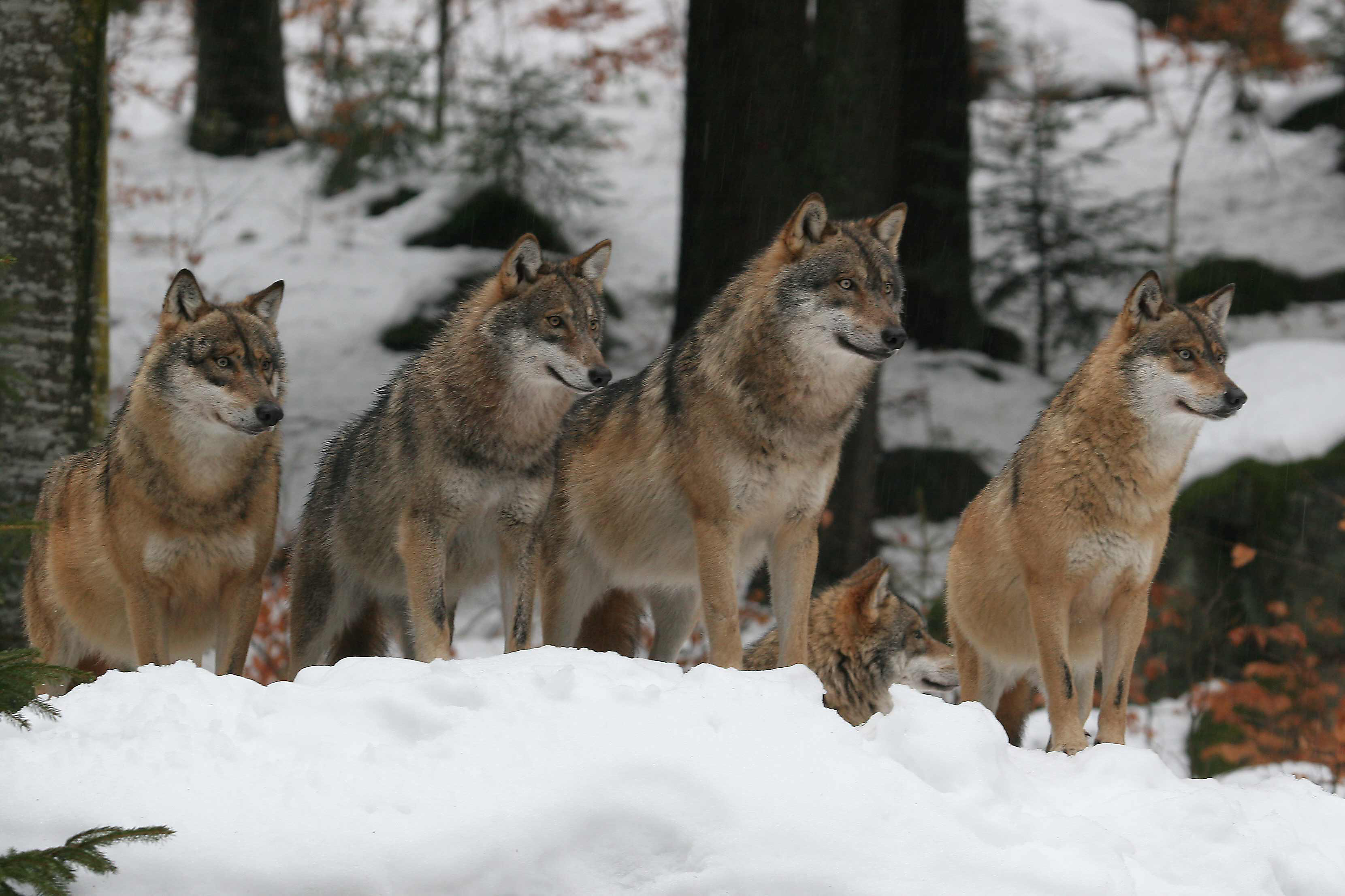 Wölfe und Wald im Schnee