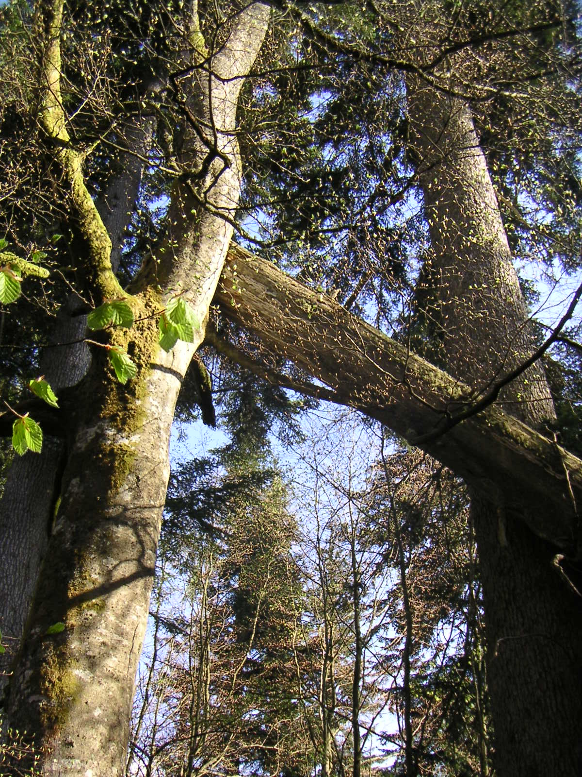 alte Baumriesen alte Baumriesen