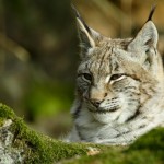 Luchs