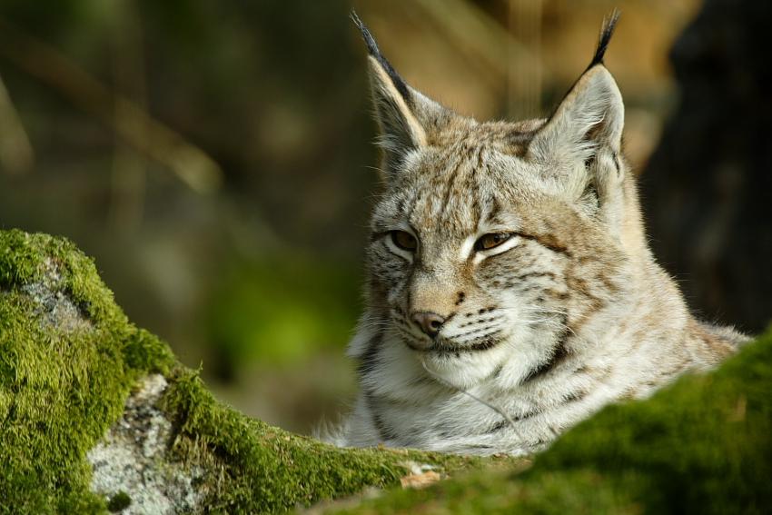 Luchs