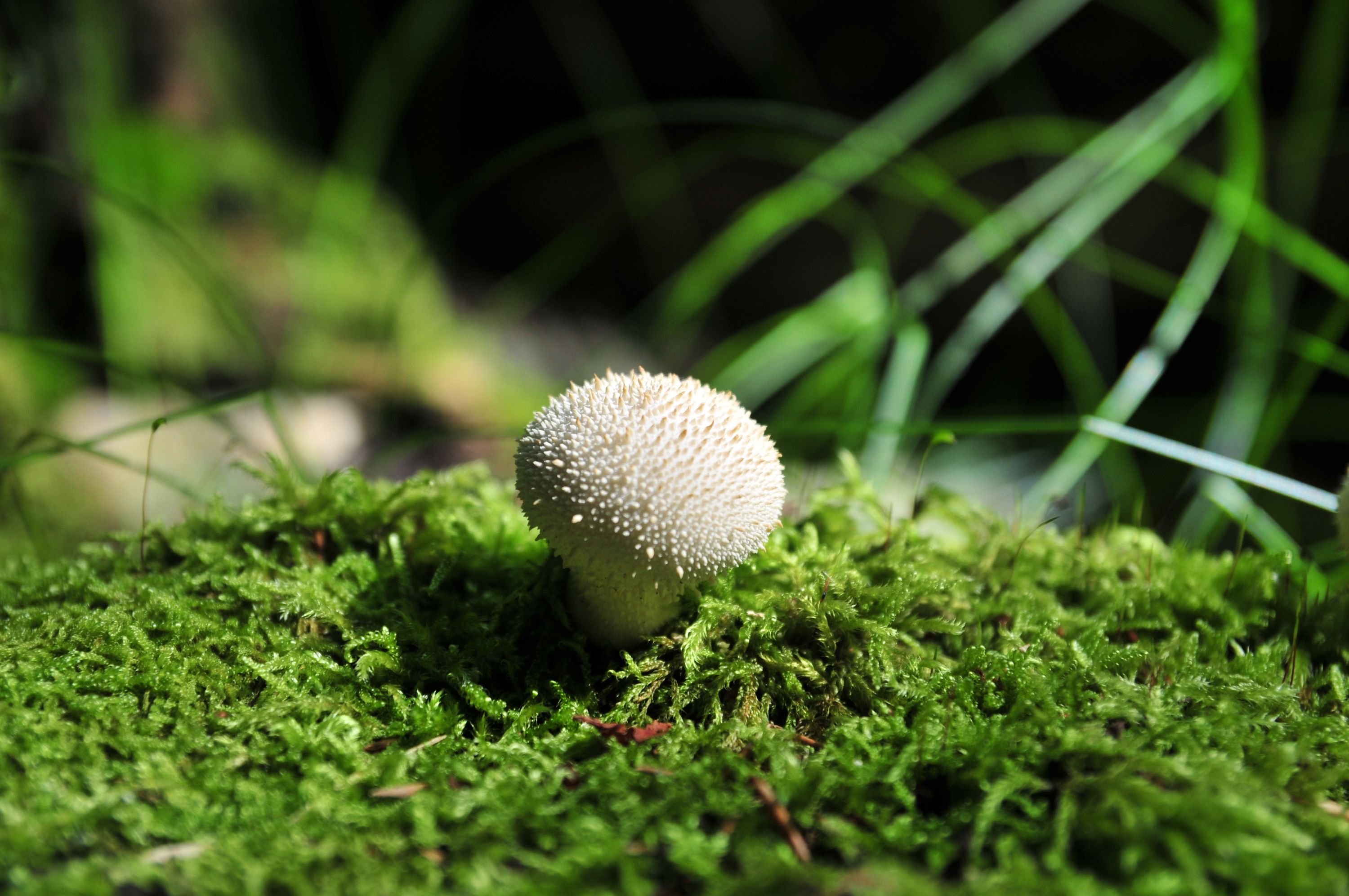 Pilz auf Moos