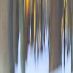 Baumstämme Wischerbild