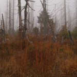Herbststimmung